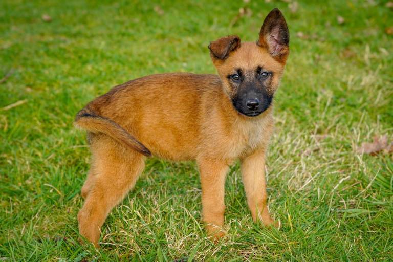 Belgain Malinois x Dutch herder Puppies