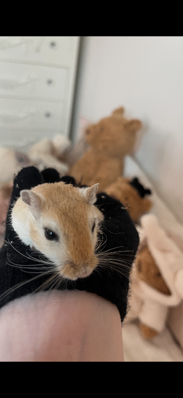 Gerbil (male) 