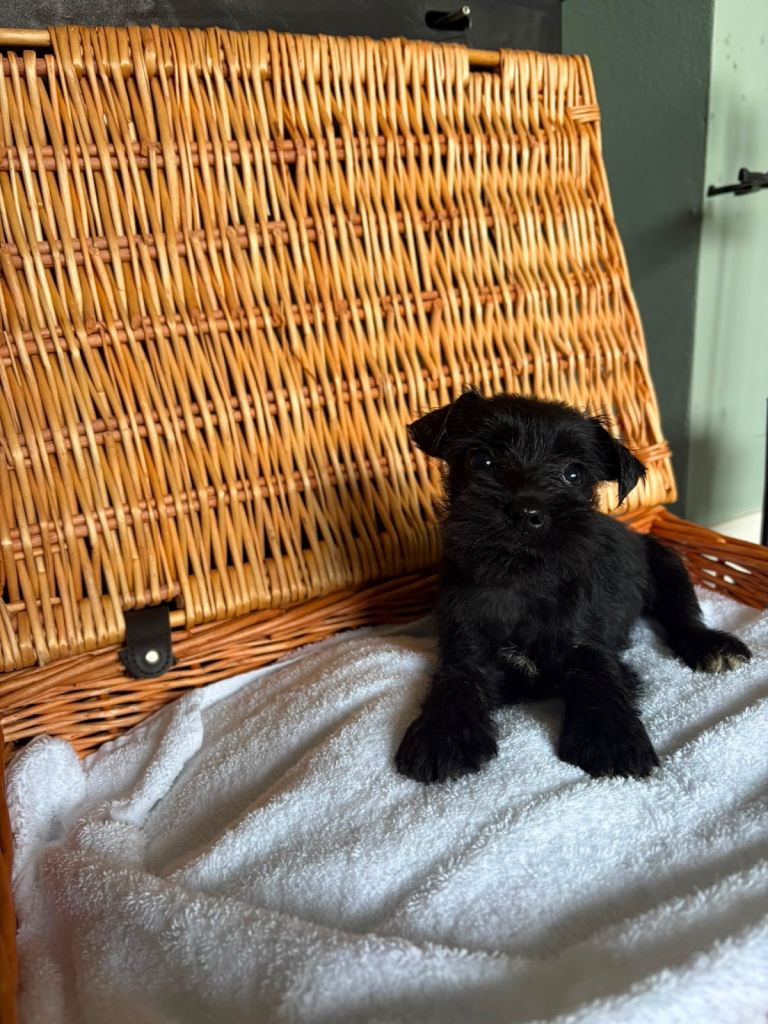  KENNEL CLUB REGISTERED MINIATURE SCHNAUZER 