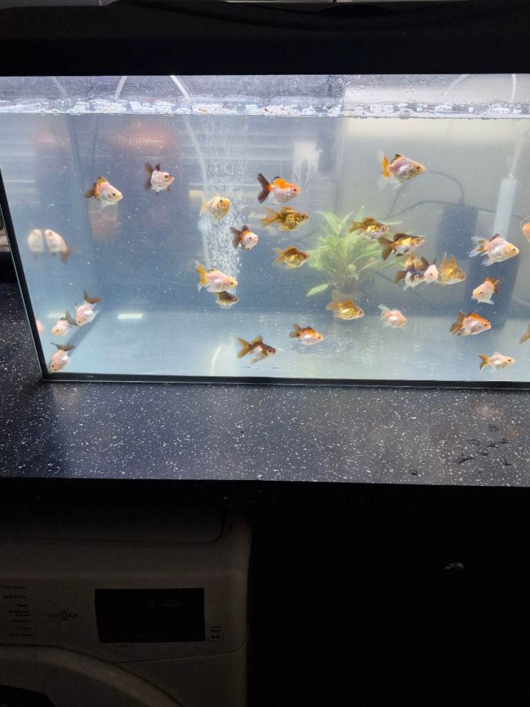 Orandas fancy goldfish 
