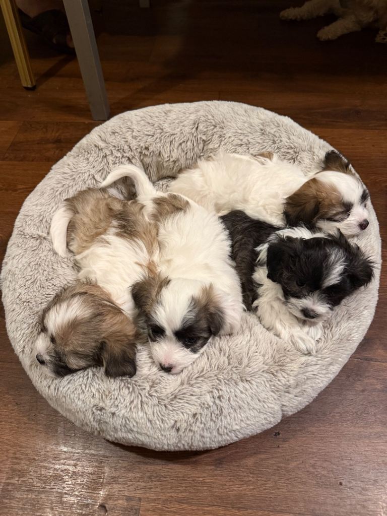 Bichon Frise Puppies 