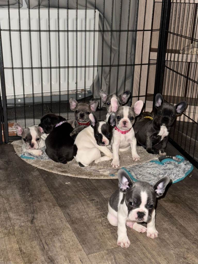 5 LEFT! Dwkc frenchies left ready now