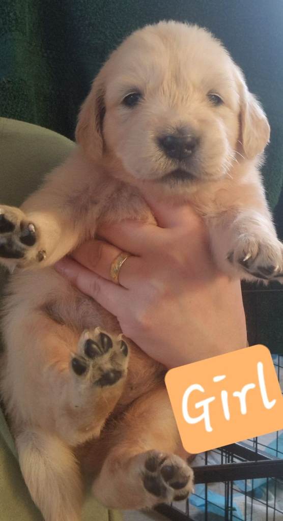 KC Golden Retriver READY 20 DEC