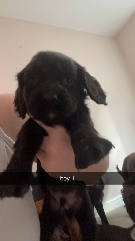Boy Spaniel puppy