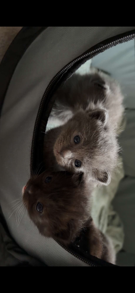 Adorable Kittens Looking for Their Forever Homes