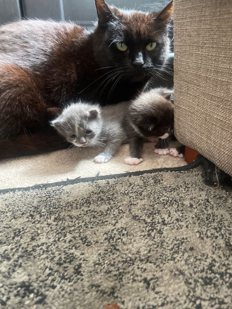 Kittens all girls