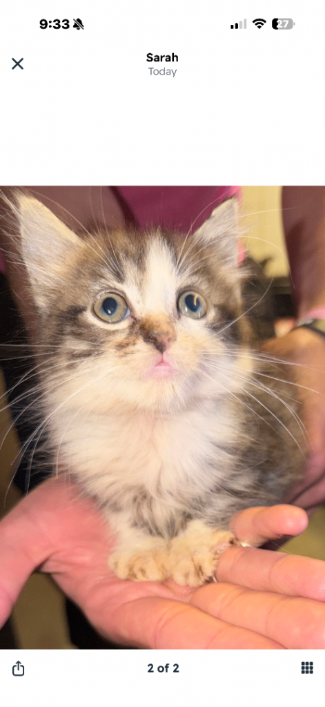 fluffy kitten
