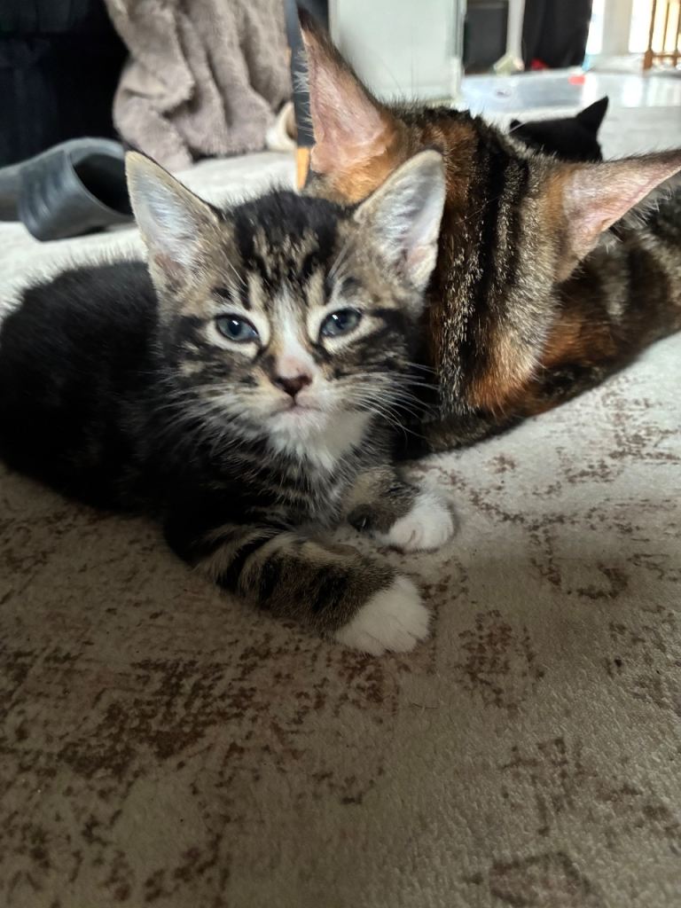 Tabby and ginger kittens 