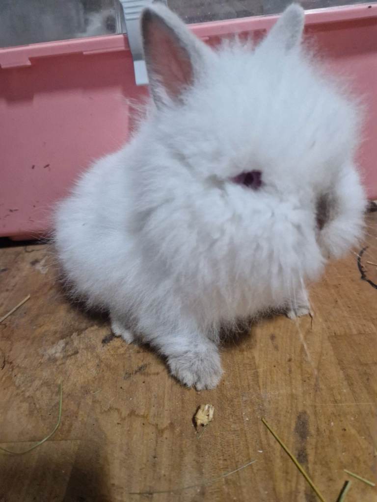 Baby doublemaned lionheads