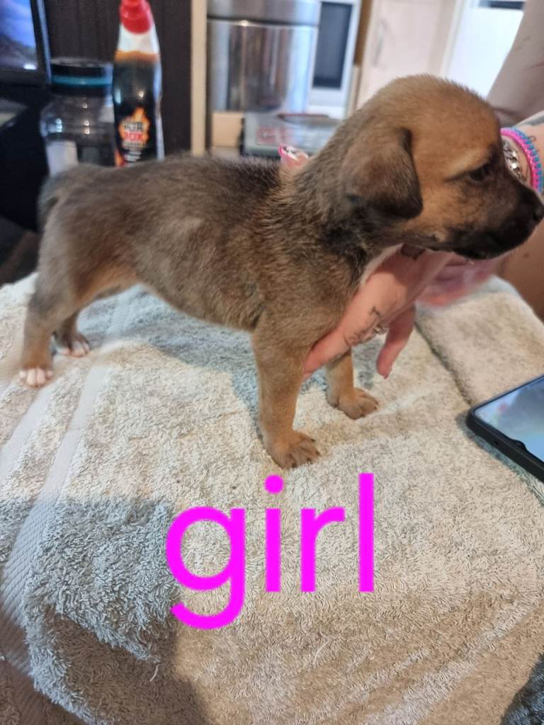 Mixed bred puppys 
