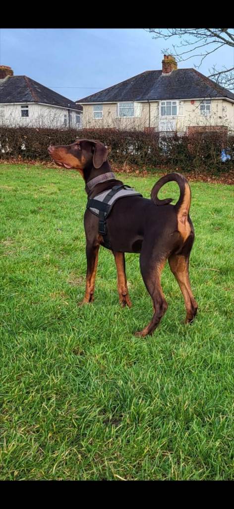 Beautiful purebred male doberman 