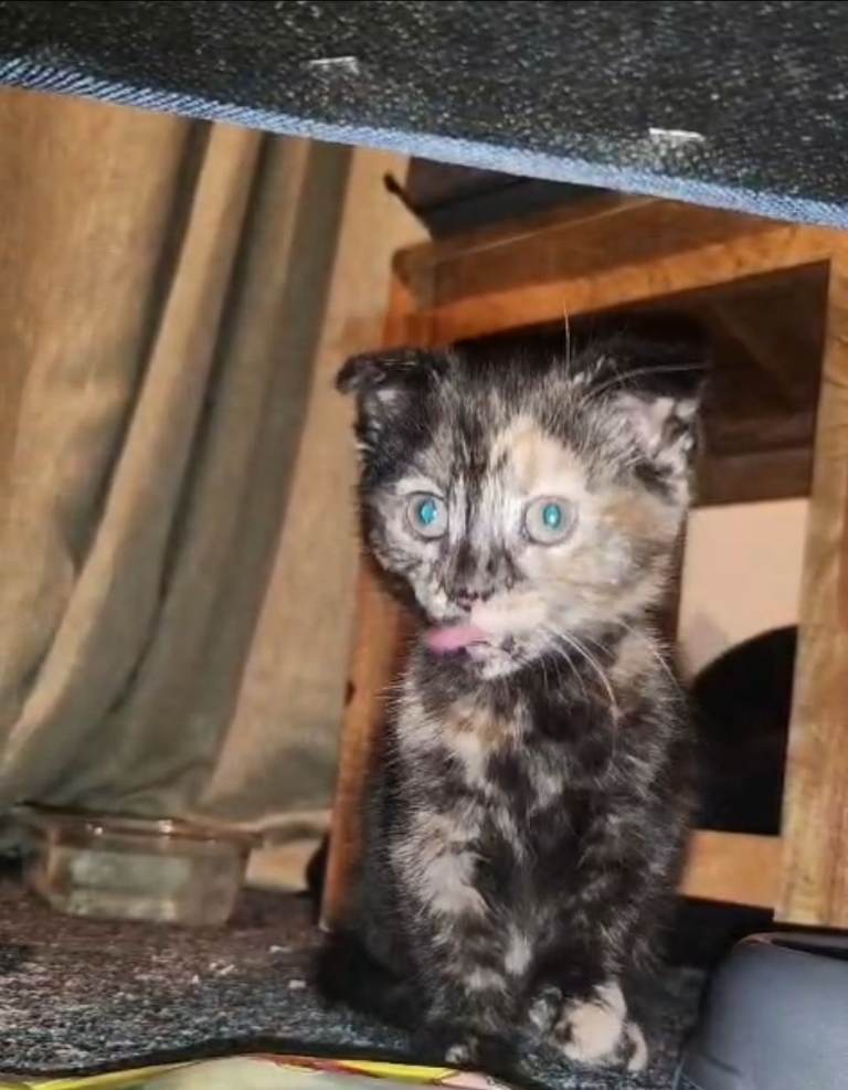 She such palyful happy girl no name want happy clean home .