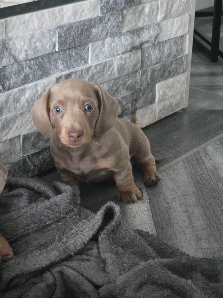 Looking for Forever Home