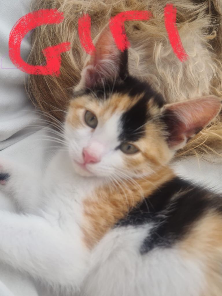 Loving and gentle kittens ready for forever homes