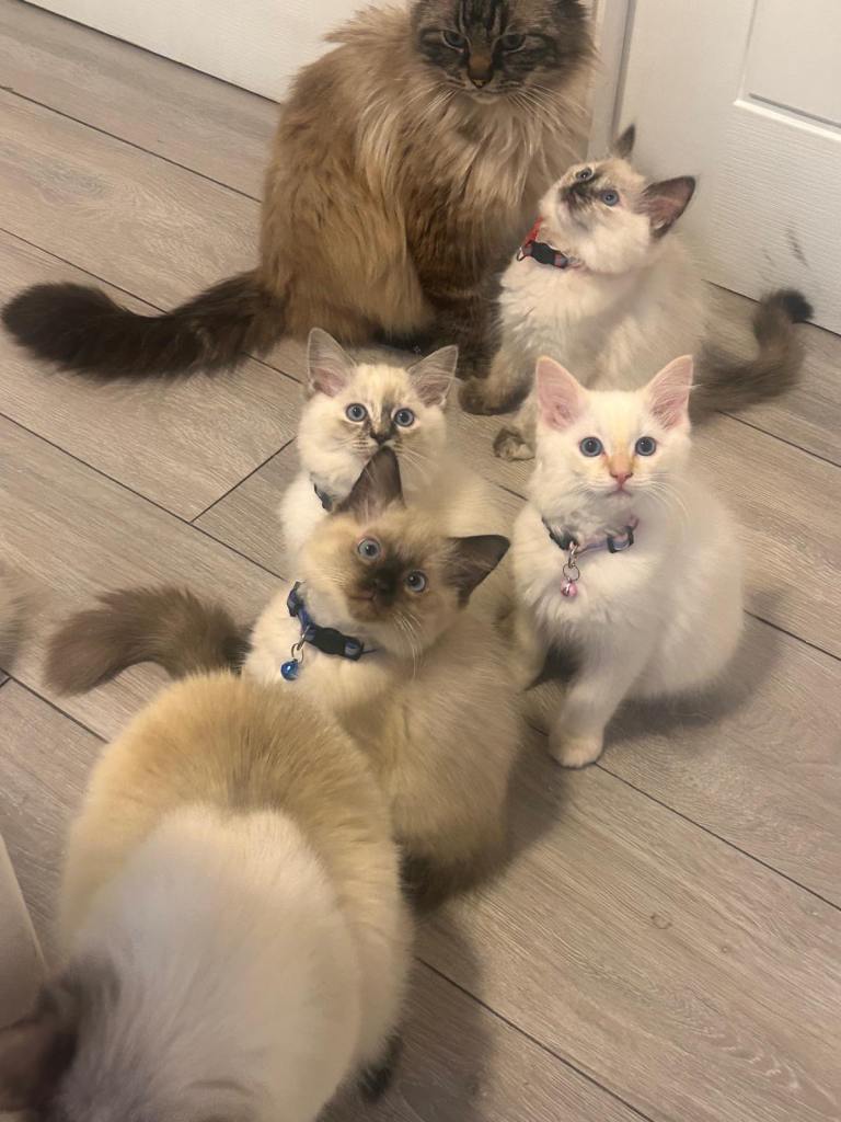 Ragdoll kittens 