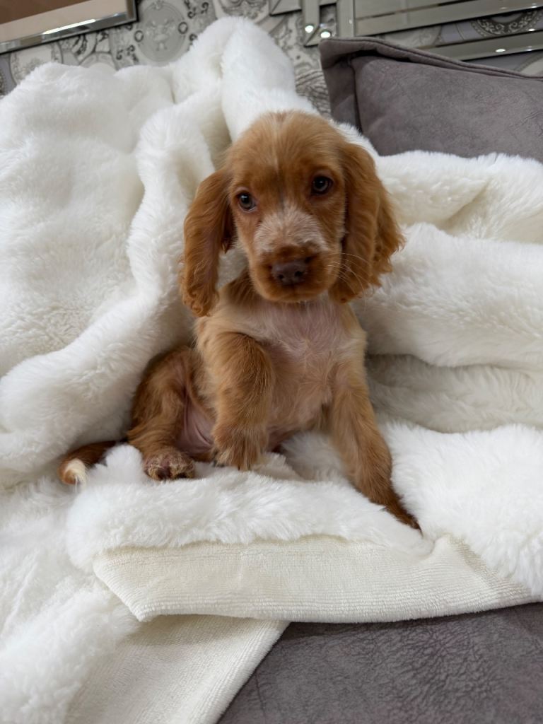 Show cocker spaniel boys 