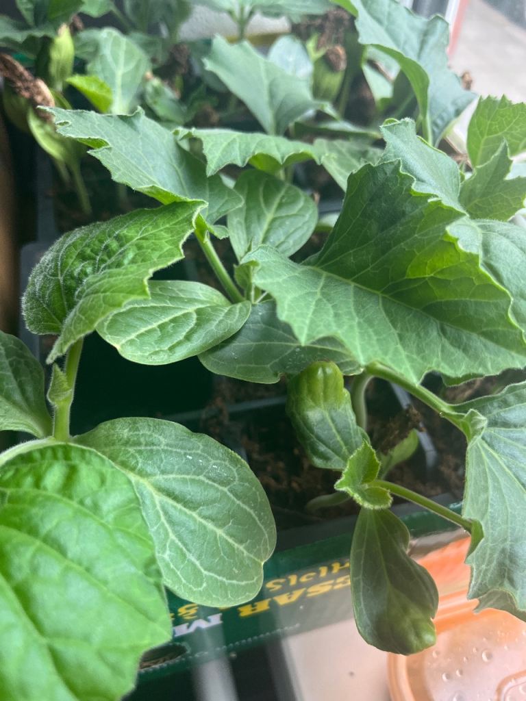 Jumbo BottleGrounds -£3 each
