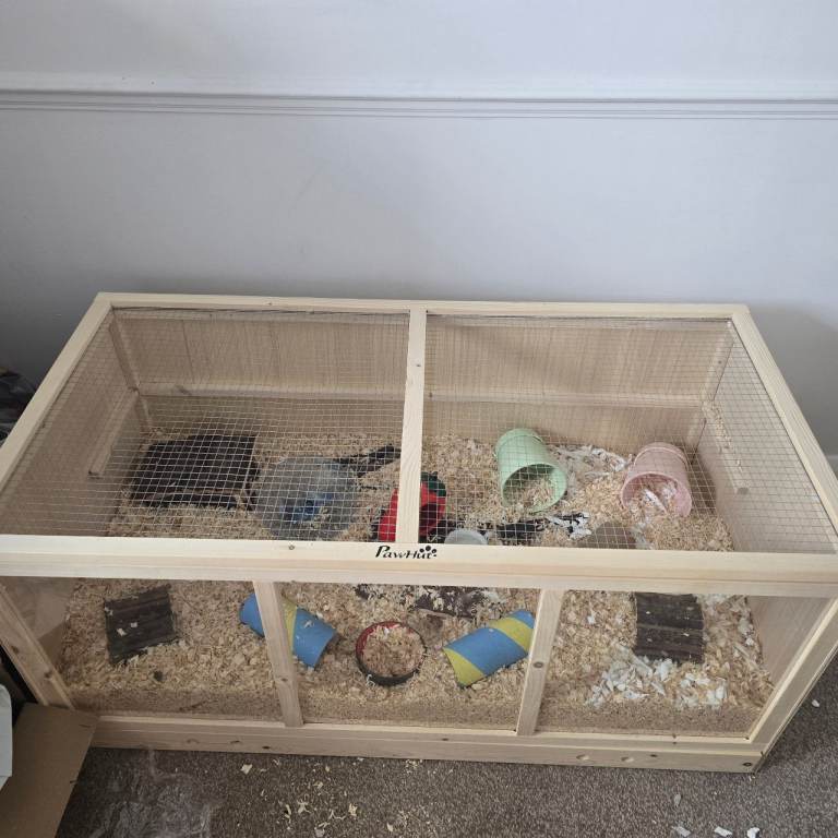 Hamster and all accessories