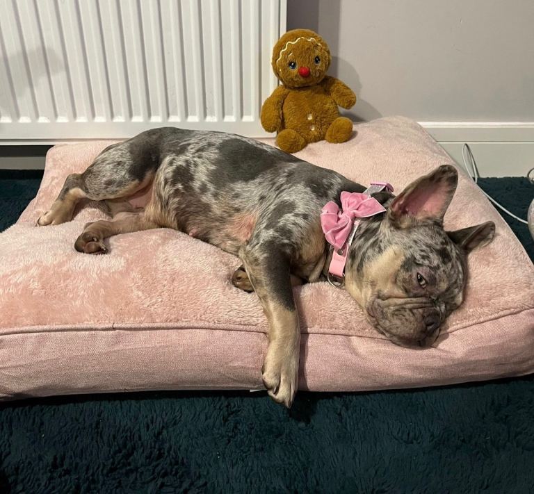💕Loving Home Wanted – 4-Year-Old Female French Bulldog