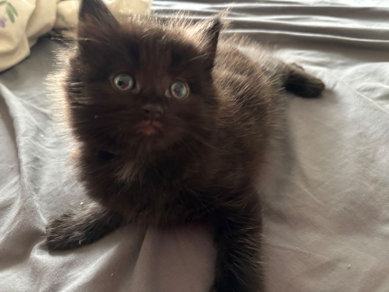 Fluffy kittens for sale