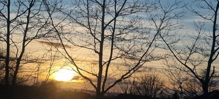 Baby Guinea Pigs 3 boys🩵🐹 and 2 girls 🩷🐹