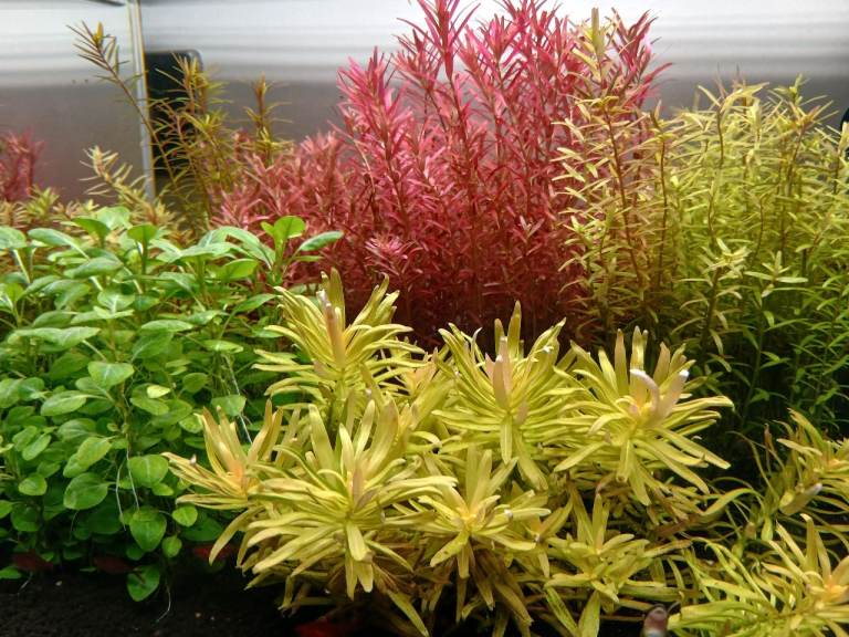 Rotala Blood Red,Rotala Green,Nesaea Golden,Lobelia Cardinalis (Pick up only) (London,Walthamstow)