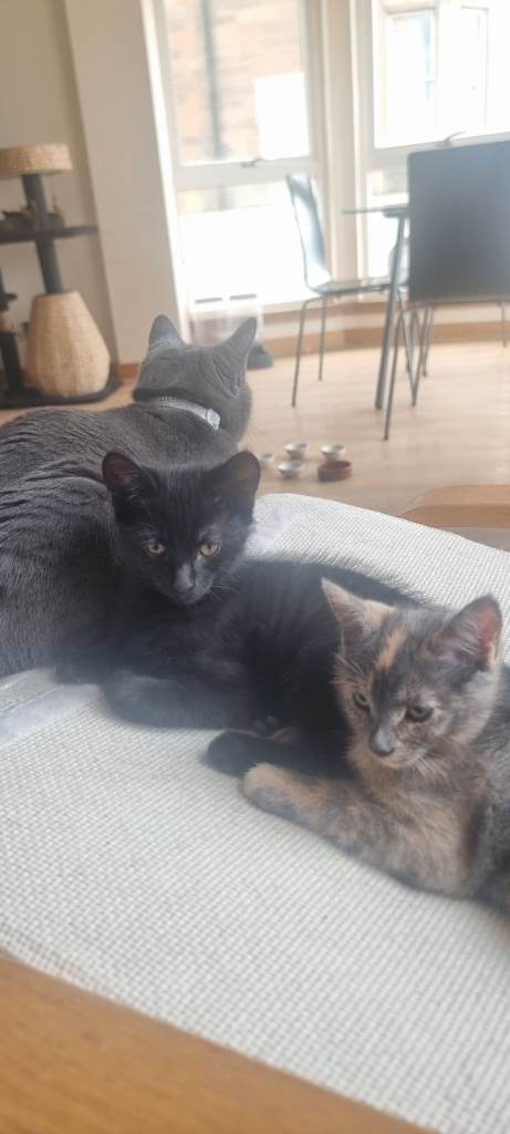 Tonkinese X Kittens (UPDATE: only 3 still available))