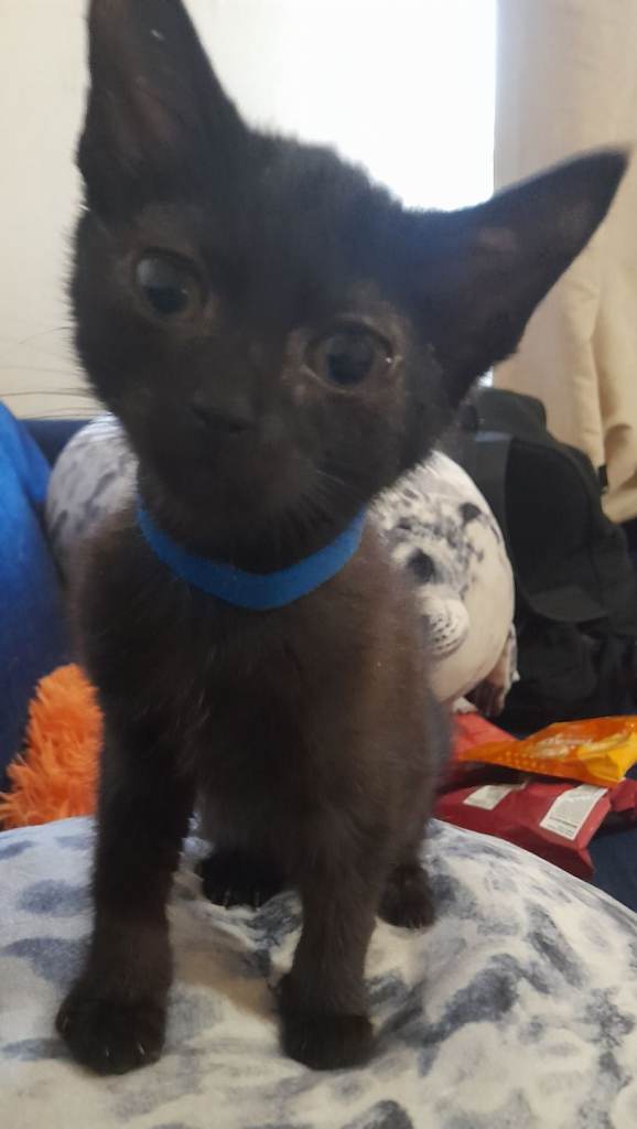  kittens ready for forever homes