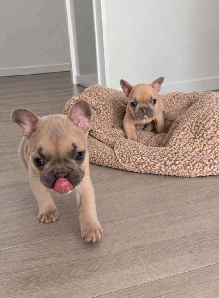 Lilac fawn frenchie girls 
