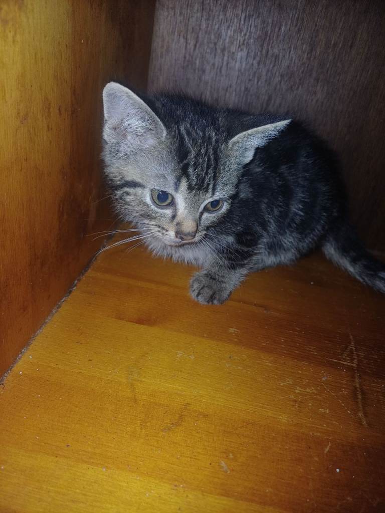 6 Kittens Looking for New Homes – 9 Weeks Old 🐱