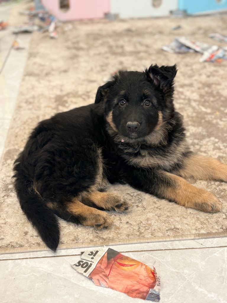 Long haired German shepherd pups 
