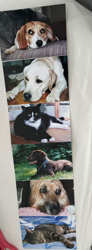 Postcards- 6 x NSAL/PDSA Dogs & Cats