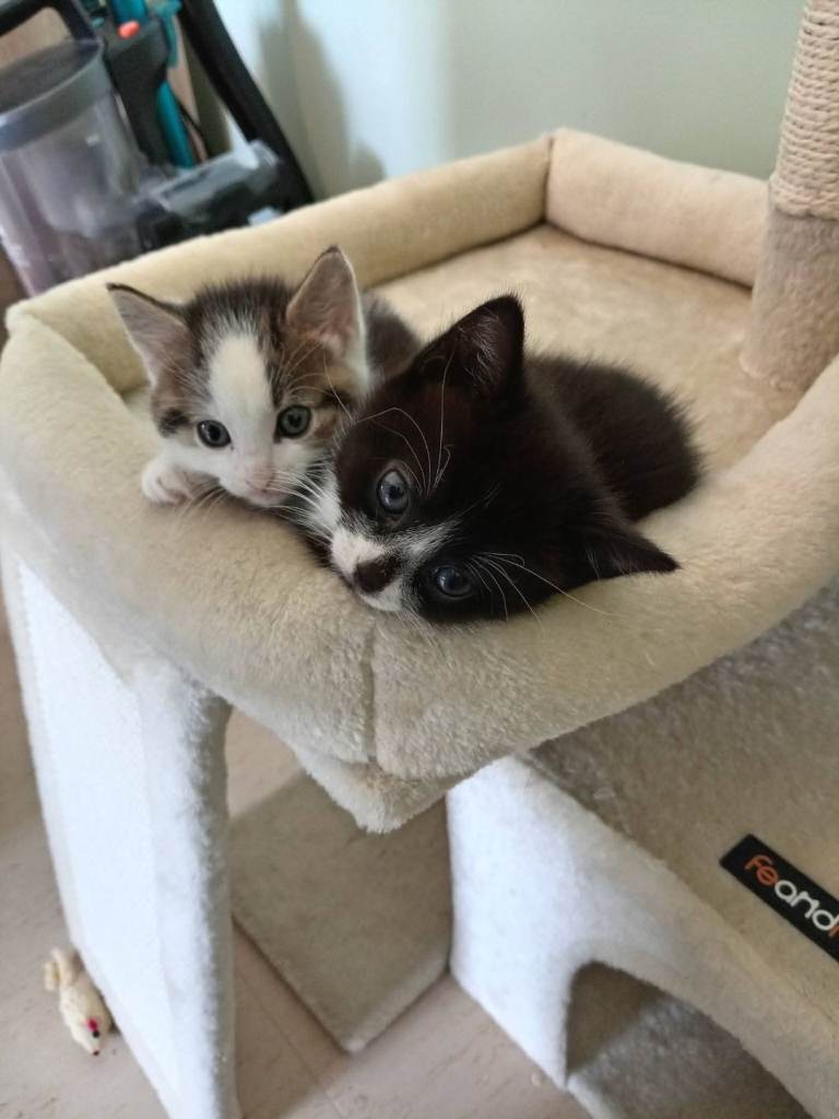 Kittens 