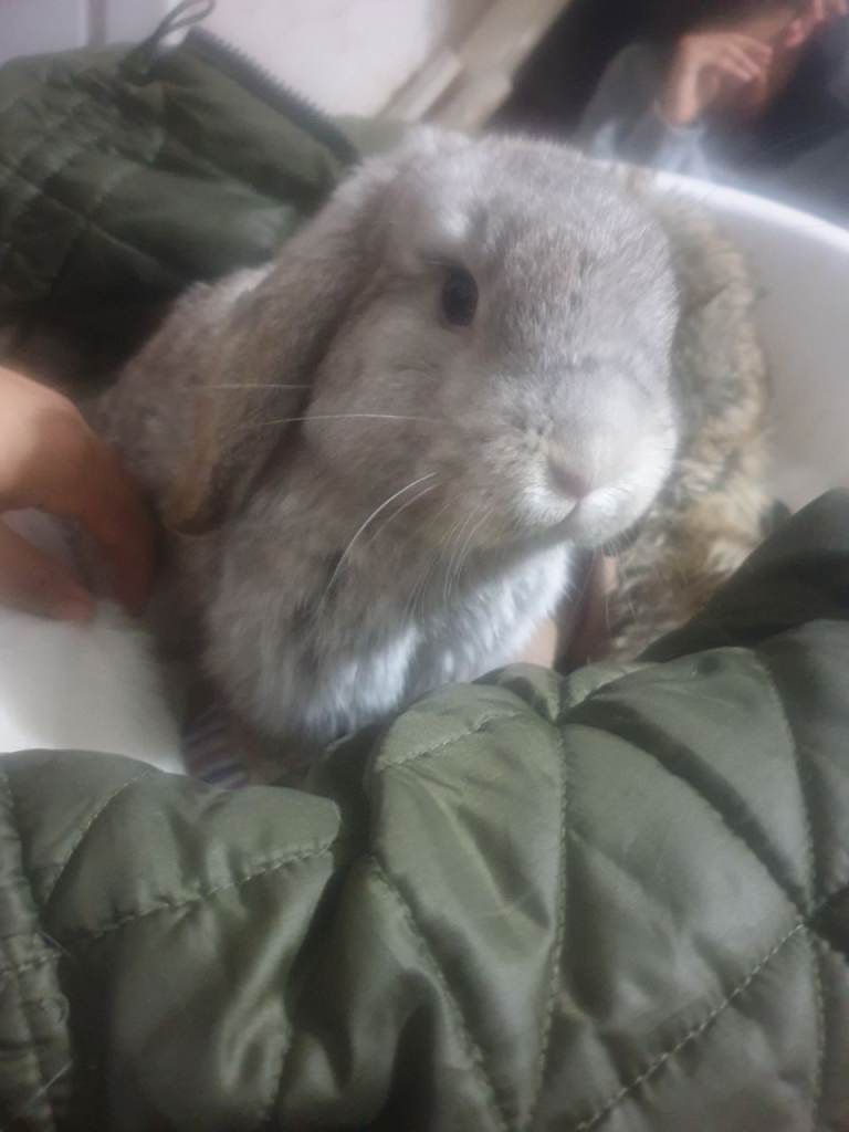 Bonded mini lop rabbits 