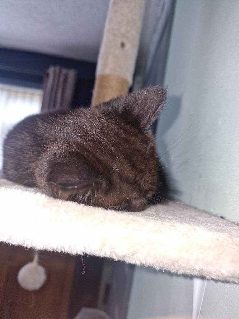 BLACK/BROWN BSH x RAGDOLL x MAINE COON KITTEN LOOKING FOR GOOD HOME