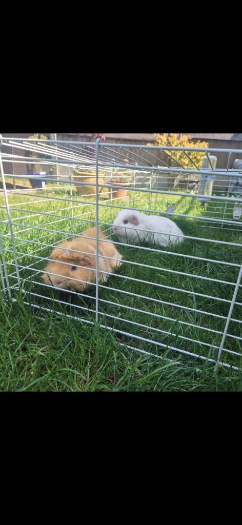 2x male guinea pigs 4 years old