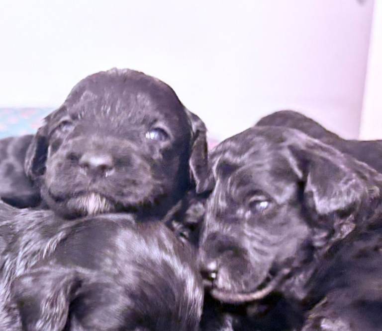Rare Cavapoochon Puppies Home Raised PRA clea