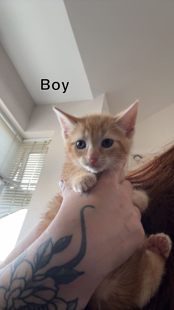 £50 kittens 