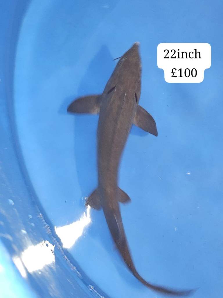 Koi carp fish for sale.for Garden ponds lakes,tanks