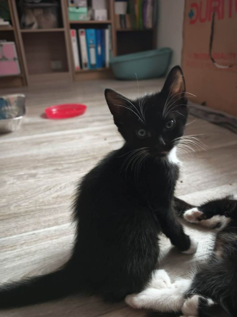 We have 3 lovely male kittens *grey gone*