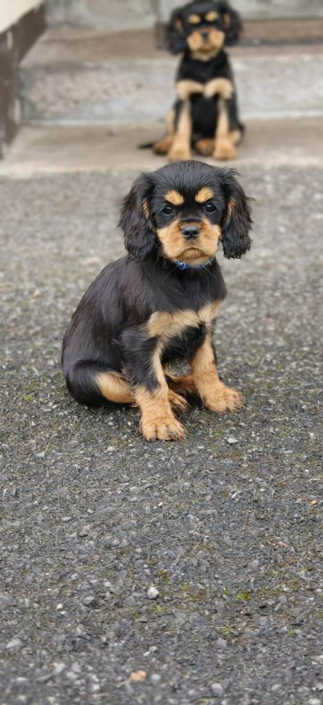 Cavalier King Charles Spaniel Puppies