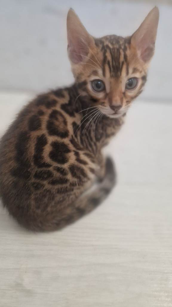 Bengal Kittens 