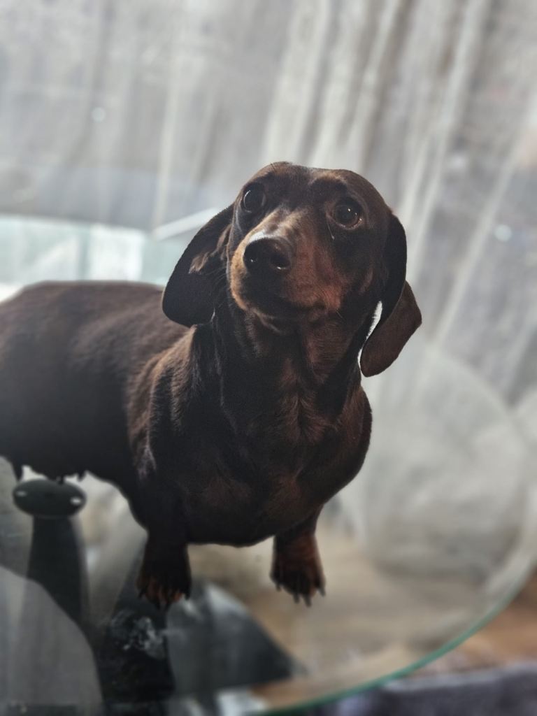 Ready now! Miniature dachshand