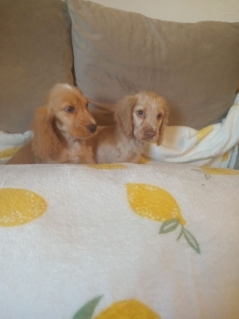 cocker spaniels puppies for sale 