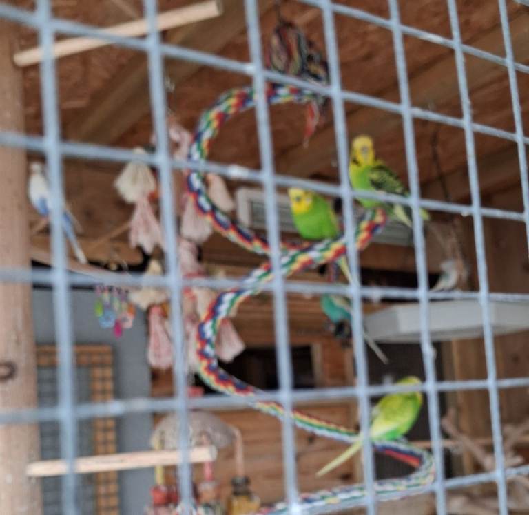 Budgies 