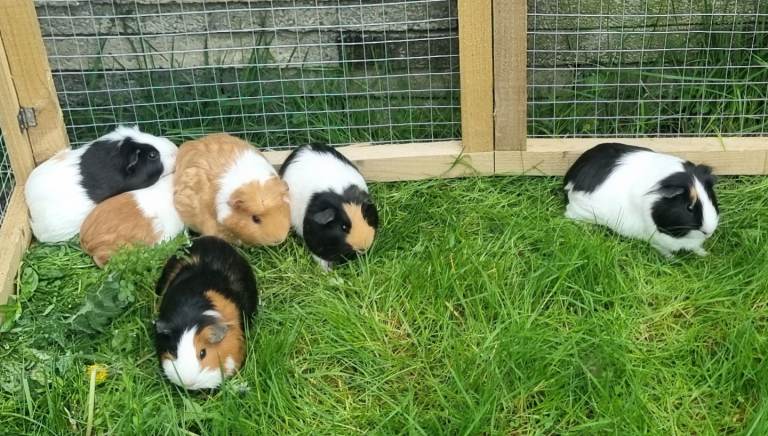 Guinea Pigs