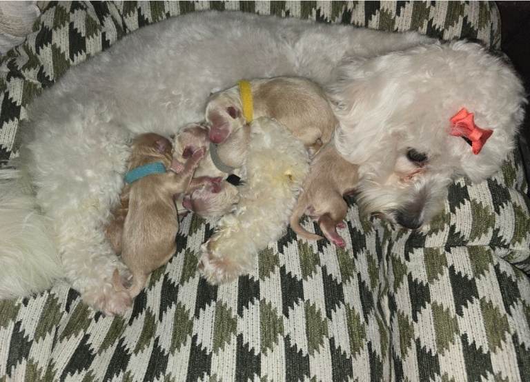 Poochon puppies 