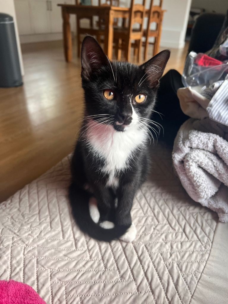 Crescent Nose kitty