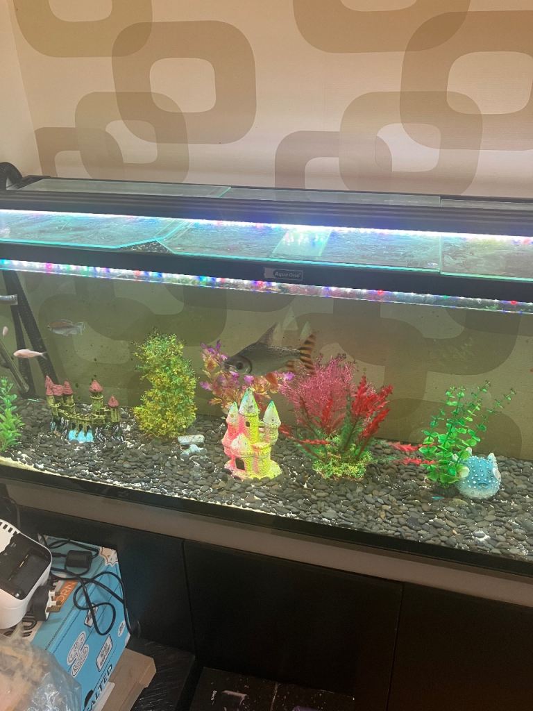 4ft aquaone fish tank with fish