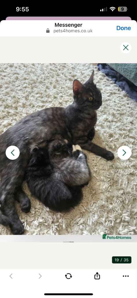 Bengal X BSH  beautiful kittens